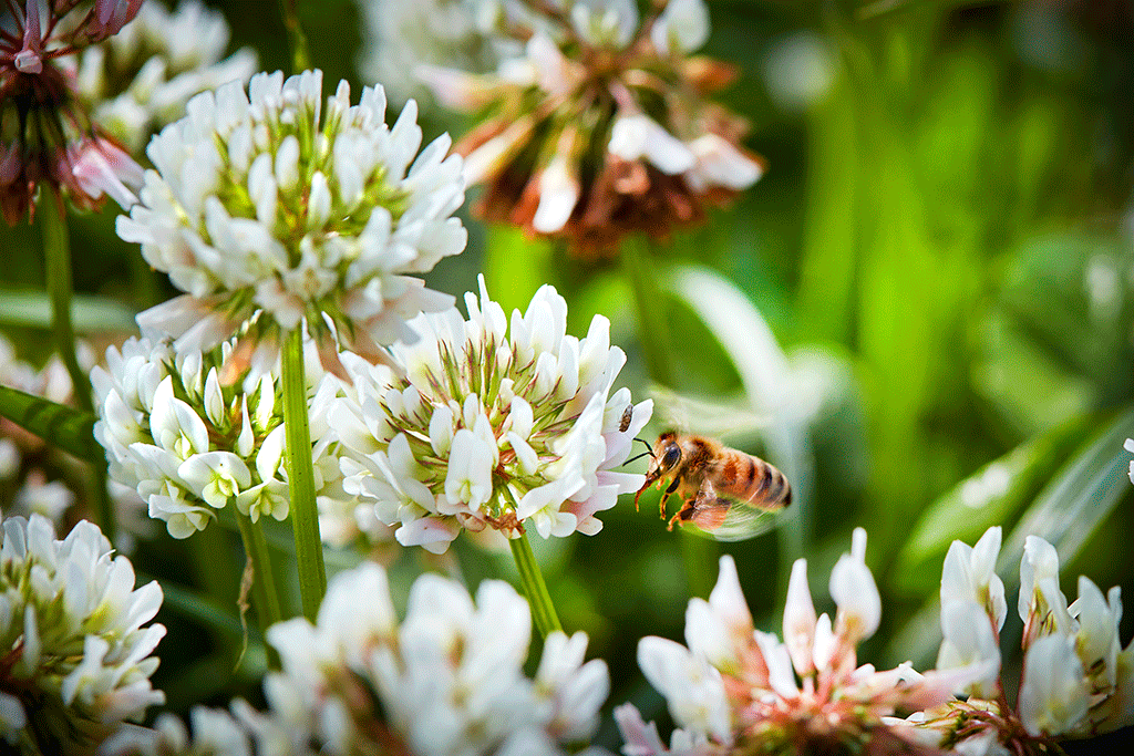 Bi som pollinerar blommor. Korta fakta om bin.
