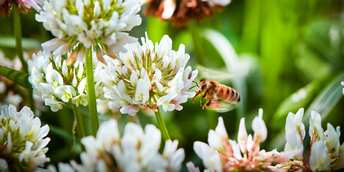 För Mälarenergi är bin en viktig del av vårt arbete med hållbarhet och miljö.