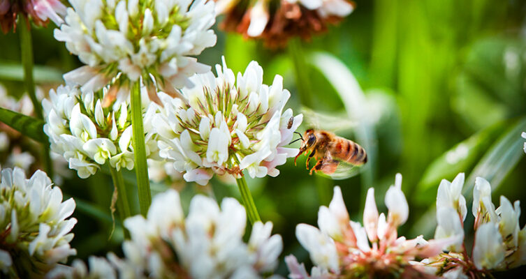 För Mälarenergi är bin en viktig del av vårt arbete med hållbarhet och miljö.
