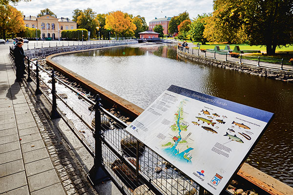 Faunapassagen vid Turbinbron är ett utflyktstips i Västerås. Där kan du se fiskar simma.