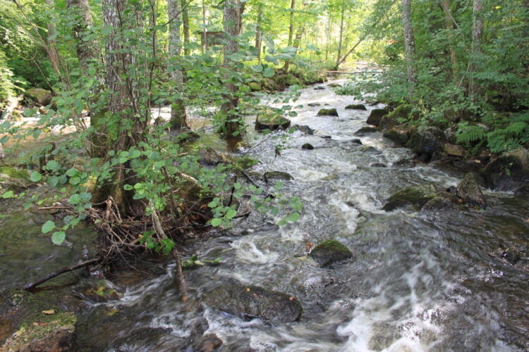 Strömmande vatten med stora stenar och gröna träd vid kanten.